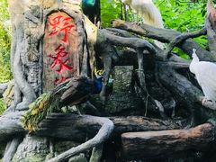 -野象谷景区