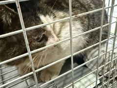 -瑞鹏宠物医院·超声·骨科·奇麟分院(蜀都万达店)