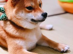 -逗柴咖啡屋·狗咖猫咖宠物桌游
