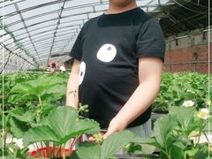 -甜心庄园·甜心草莓采摘园(西青中北店)