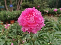 -广西壮族自治区药用植物园