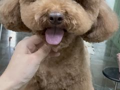 -鑫艺宠物美容培训学校