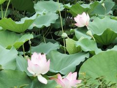 -荔湾湖公园