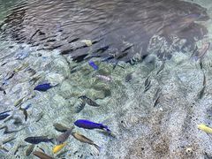 -江和美海洋公园