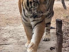 -上海野生动物园老虎餐厅