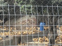 -满記土窑烧鷄波浪山莊