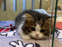 -momokira米努特·德文卷毛猫·棉花面纱犬