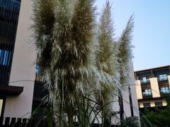 -上海崇明金茂凯悦酒店