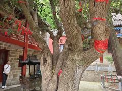 -皇藏峪国家森林公园