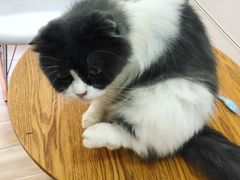 -李小姐の猫咖啡馆(五角场店)