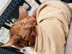 -喵屿·大理花园猫咖