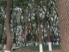 -红梅公园