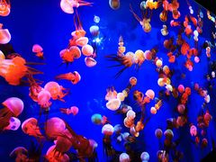 -成都浩海立方海洋公园