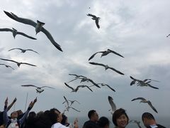 -长岛万鸟岛