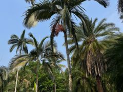 -中国科学院西双版纳热带植物园