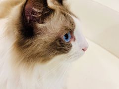 -飞行喵MR PILOT|猫舍·猫咖(静安大融城店)