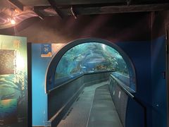 -上海海洋水族馆
