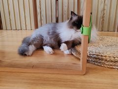 -Catmate·猫肥家润(金润铂宫店)