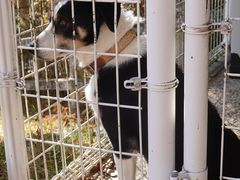 -神户市立六甲山牧场