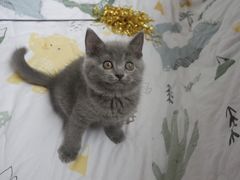 -喵zoo家庭繁育猫舍(尖东智能花园店)