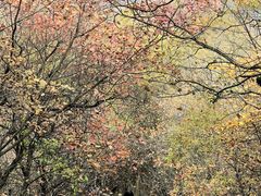 -秦岭终南山世界地质公园翠华山景区