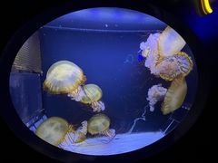 -珠海长隆海洋王国