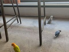 -吉丁鸟咖·异宠·寄养