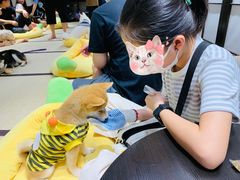 -逗柴咖啡屋·狗咖猫咖宠物桌游