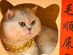 -绒爪撸猫下午茶·猫咖