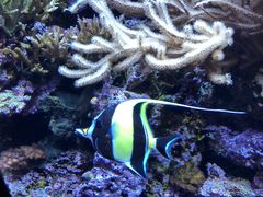 -西雅图水族馆