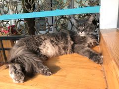 -猫小院猫主题咖啡厅(北锣店)