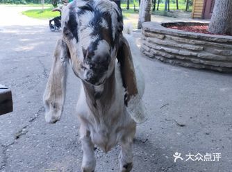 中午出来散食，溜达到长白岛公园，自从天鹅没有了