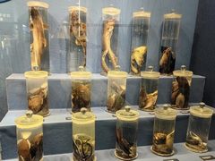 -国家自然博物馆