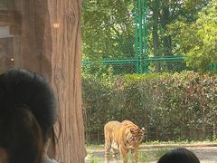 -上海野生动物园老虎餐厅