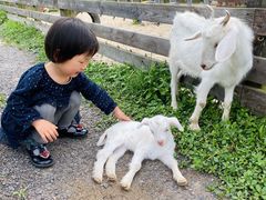 -田园东方蜜桃村的田野营地