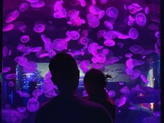 -江和美海洋公园