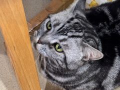 -藏猫猫咖啡主题馆(中央大道店)