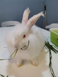 -Moni星球萌宠·小马宝莉·灵蛇·高端高阶全萌宠互动体验俱乐部(红豆国际广场店)
