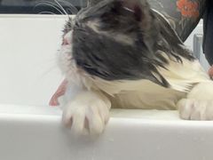 -FAELING PETS美天灵宠物(富力广场店)