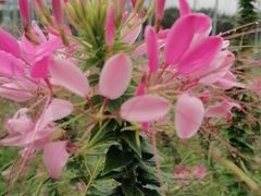 -北纬44度·金珠花海休闲农业旅游景区