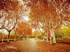 -山东艺术学院(长清校区)