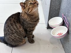 -纳吉亚猫专科动物医院博雅分院