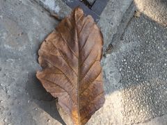 -胡志明市美术馆