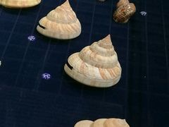 -青岛贝壳博物馆