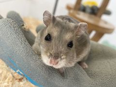 -怪兽屋·羊驼·猫咖·狗咖(俊华广场店)