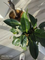 -HEYAN荷妍专业脱毛连锁机构