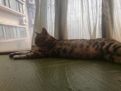 -猫猫幼稚园·撸猫·桌游·电玩