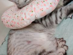 -东莞宠友24H宠物中心医院·转诊夜诊·异宠(新河北路院)