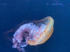 -欢乐海岸海洋奇梦馆