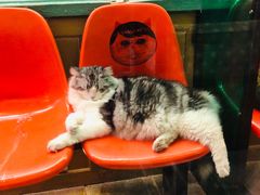 -猫咪博物馆(顶澳仔猫街店)